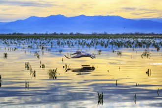 Single Dalmatian Pelican (Pelecanus crispus) flying over Lake Kerkini, Lake Kerkini, morning mood,