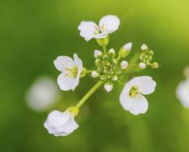 Cuckoo flower (Cardamine pratensis), Germany, Europe