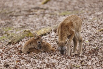 Young mouflon (Ovis-gmelini), Germany, Europe