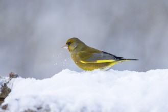 European greenfinch (Chloris chloris), Germany, Europe