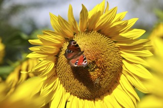 Peacock butterfly on a sunflower, July, Saxony, Germany, Europe