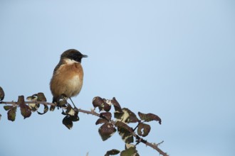 European stonechat (Saxicola rubicola) adult male bird singing on a Bramble branch, Suffolk,