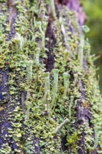 Close up at Trumpet cup lichen (Cladonia fimbriata) growing on a tree stump