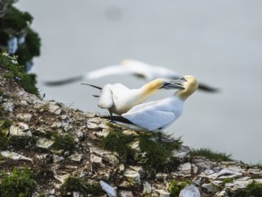 Northern Gannet, Morus bassanus, birds on cliff, Bempton Cliffs, North Yorkshire, England, United