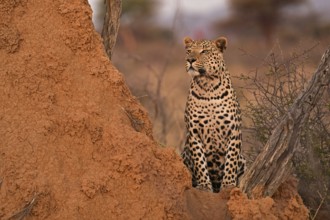 Leopard (Panthera pardus), standing in the soft evening light next to a termite mound, Okonjima