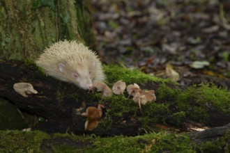 European hedgehog (Erinaceus europaeus) adult albino animal walking over a fallen branch in a