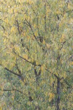 Deciduous tree, willow (Salix), branches with autumn leaves, Moselle, Rhineland-Palatinate,