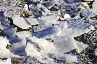 Winter, Elbe riverbank with ice floes, Dresden, Saxony, Germany, Europe