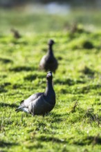 Brent Goose, Branta bernicla, birds on marshes at winter