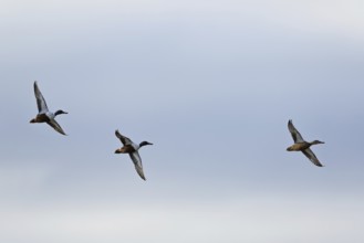 Northern Shoveler, Spatula clypeata, birds in flight over marshes at winter