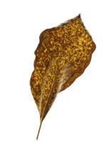 Autumn-coloured leaf of a walnut (Juglans regia), tree, free-standing, Vechta, Lower Saxony,