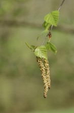 Male and female flowers of a birch (Betula), pollen, allergy, Wilnsdorf, North Rhine-Westphalia,