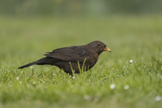 European blackbird (Turdus merula) adult female bird on a garden grass lawn, England, United