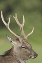 Manchurian sika deer (Cervus nippon hortulorum), male, portrait, captive, Germany, Europe