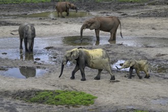 African forest elephants (Loxodonta cyclotis) in the Dzanga Bai forest clearing, Dzanga-Ndoki