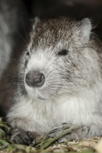 Desmarest's hutia (Capromys pilorides), captive, occurring in Cuba