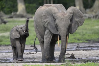 African forest elephants (Loxodonta cyclotis) in the Dzanga Bai forest clearing, Dzanga-Ndoki