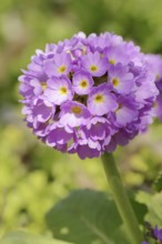 Globe primrose or drumstick primrose (Primula denticulata), garden plant, occurring in Asia