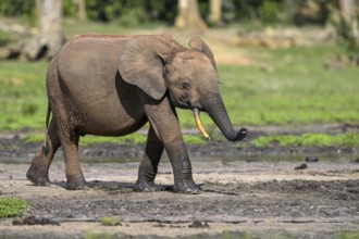 African forest elephant (Loxodonta cyclotis) in the Dzanga Bai forest clearing, Dzanga-Ndoki