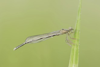 White-legged damselfly (Platycnemis pennipes), female, North Rhine-Westphalia, Germany, Europe