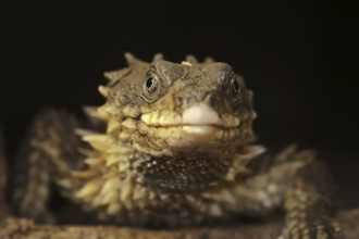 Giant girdle-tail (Smaug giganteus, Cordylus giganteus), captive, occurrence in Africa