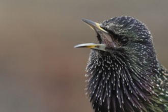 European starling (Sturnus vulgaris) adult bird singing, England, United Kingdom, Europe