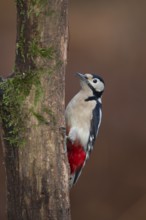 Great spotted woodpecker (Dendrocopos major) adult bird on a tree branch, Norfolk, England, United