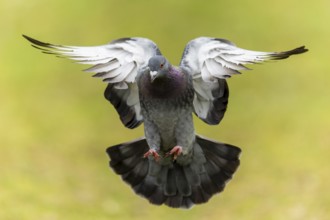 City dove (Columba livia forma domestica) in flight, wildlife, Germany, Europe