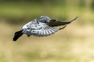 City dove (Columba livia forma domestica) in flight, wildlife, Germany, Europe