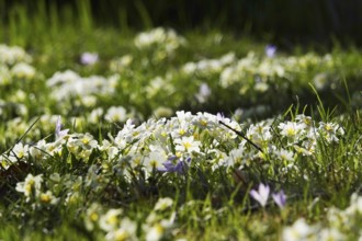 Wild primroses in a meadow, March, Germany, Europe