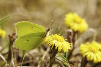 Lemon butterfly on coltsfoot, March, Germany, Europe