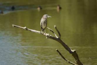 Black-crowned night heron (Nycticorax nycticorax) youngster sitting on a branch at the water,