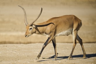 Southern lechwe (Kobus leche) walking in the dessert, captive, distribution Africa