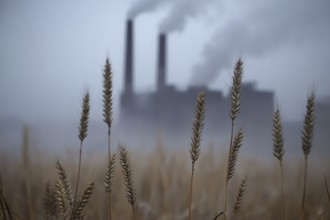 Agricultural field with growing grains and factory with grey fumes in blurry background. Generative