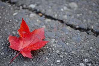 Single bright red maple autumn leaf on road. Generative Ai, AI generated