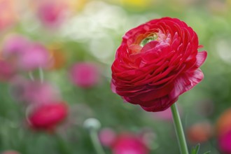 Ingle red Ranunculus flower on blurry background with copy space. KI generiert, generiert, AI