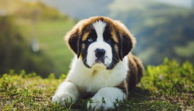 Pets, dog, Saint Bernard, puppy, AI-generated, AI generated