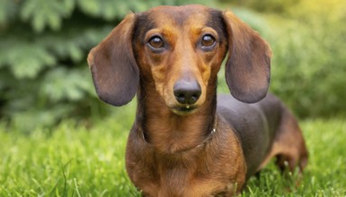 Pets, dog, portrait of his dachshund, AI-generated, AI generated