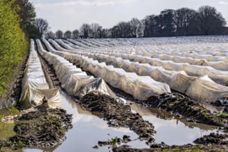 Wet asparagus fields, asparagus stems under foil, for faster growth, near Kirchhellen, district of