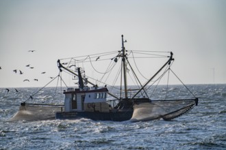 Shrimp cutter SCH-10 Drie Gebroeders, off the coast of Scheveningen, The Hague, with spread nets,