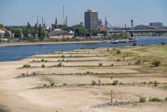 Rhine at Duisburg, extremely low water, Rhine level at 168 cm, falling, after the long drought the