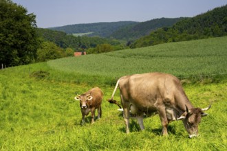 Dairy cows on a pasture in Elfringhauser Schweiz, on Schanzerweg, Hattingen, North