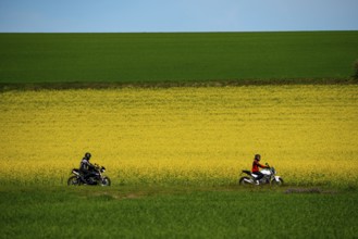 Country road by a flowering rape field, landscape near Mülheim an der Ruhr, Germany, Europe