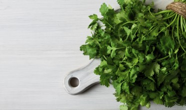 Bunch of fresh Cilantro, on a white wooden table, close-up, top view, no people