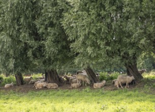 Duisburg Friemershein, sheep on a pasture in the floodplain along the Rhine, pollarded willow