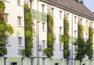 Facade greening on apartment blocks, on Gladbecker Straße, B224, to filter nitrogen oxides and fine