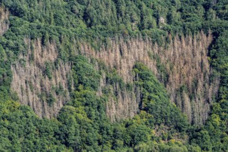 Forest dieback, dead spruce trees, landscape in the Rureifel, near Nideggen, Düren district, North