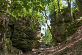 Path to the Devil's Gorge, near Irrel, Southern Eifel nature park Park, Rhineland-Palatinate,