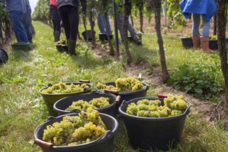 Hand-picking of Chardonnay grapes in the Palatinate