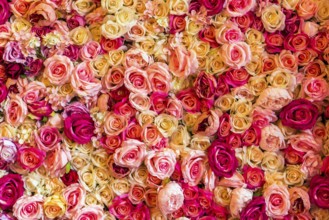 Texture of coloured flowers and roses as decoration, background, Valentine's Day, romantic, close